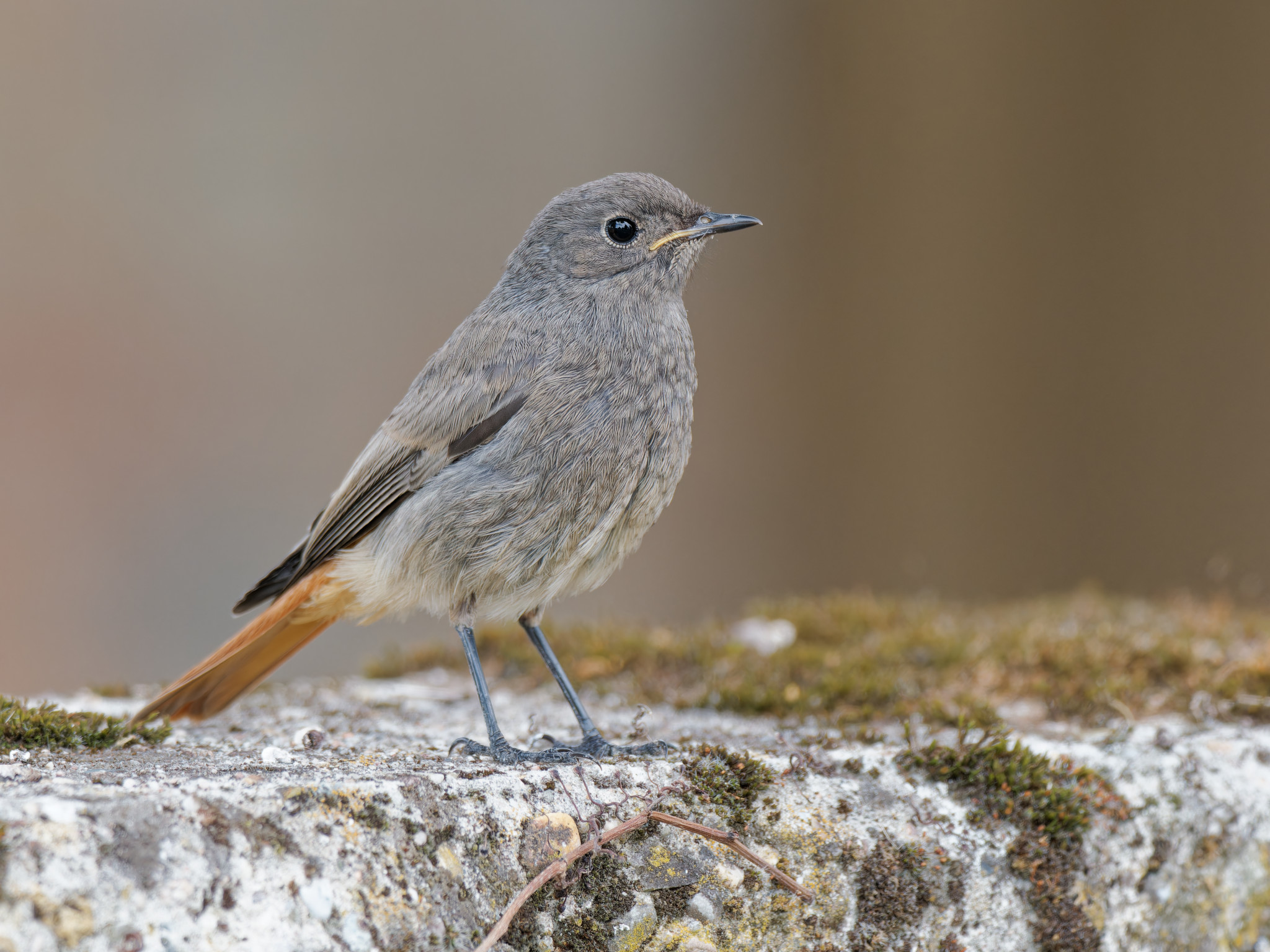 Rotschwänzchen auf dem Philippsburger Friedhof