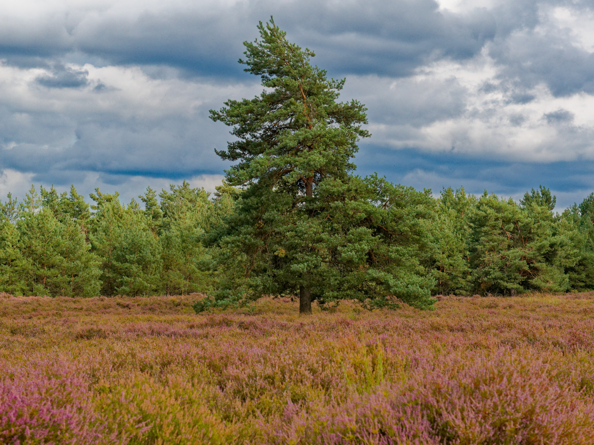 17.08.2024 Mehlinger Heide